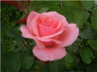 b8e775fc-Picture 199.jpg